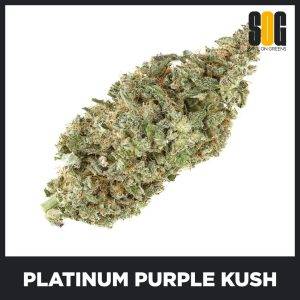 Platinum Purple Kush