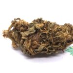 Gorilla Glue (AA) - GREENHOUSE SPECIAL