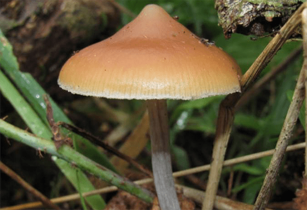 azurescens