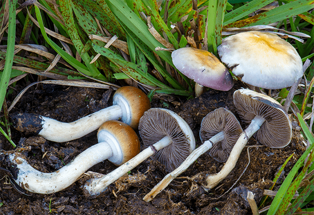 cubensis