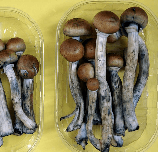 Storing Dried Magic Mushrroms