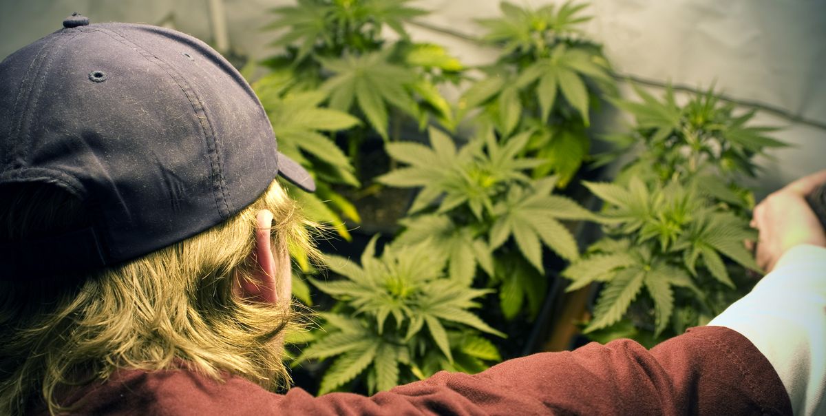 a man nursing weed leaf