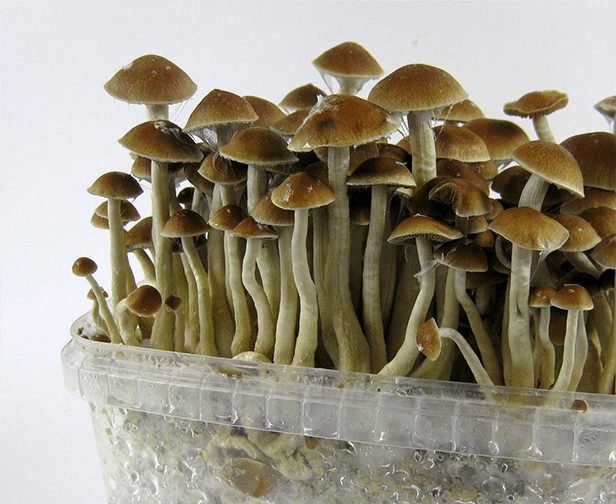Storing fresh magic mushrooms