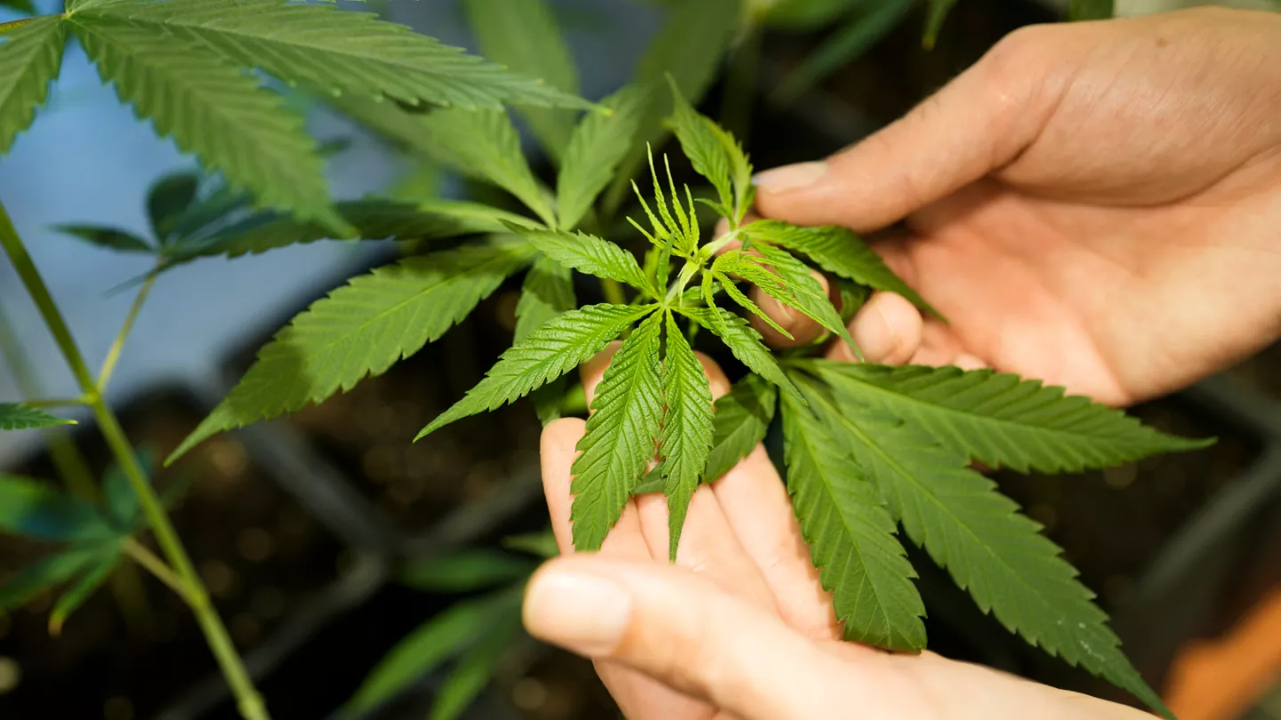 weed leaf
