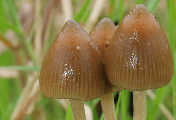 semilanceata
