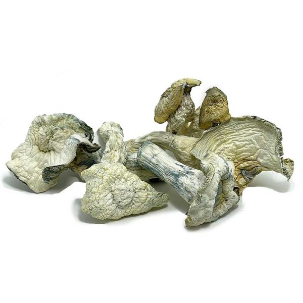 Albino Malabar Magic Mushrooms - Image 2