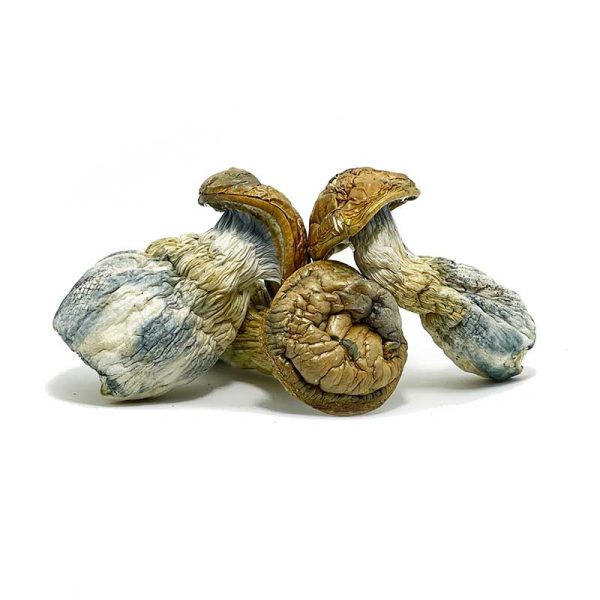 Jumbo Blue Meanie Magic Mushrooms - Image 2