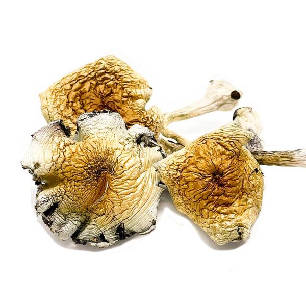 Alacabenzi Cubensis Magic Mushrooms - Image 2