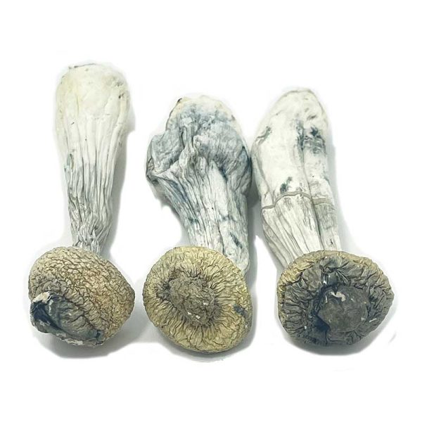 Albino Penis Envy Magic Mushrooms - Image 2