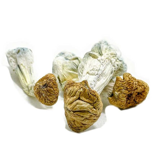 Aztec God Magic Mushrooms - Image 2