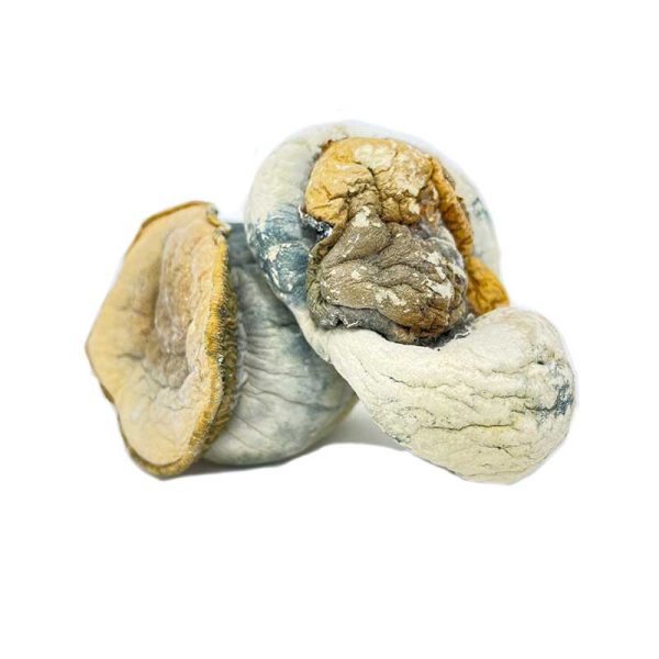 Dino Eggs Mushrooms - Image 2