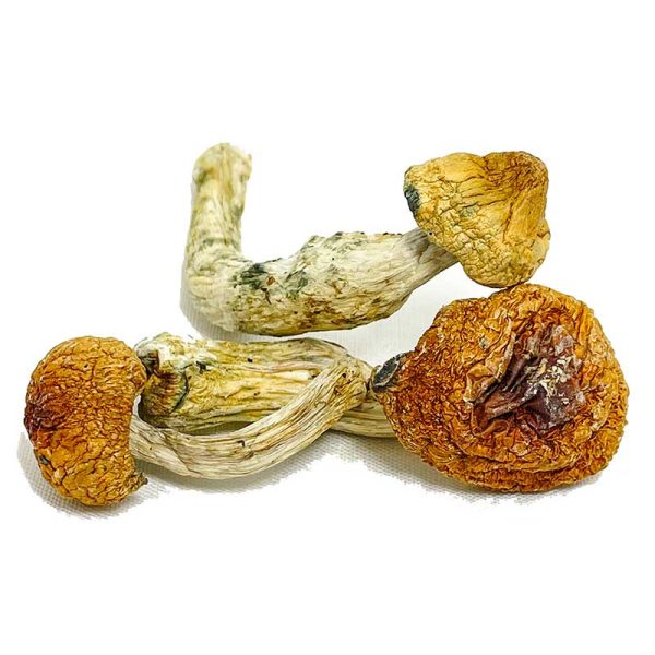 Penis Envy Supreme Magic Mushrooms - Image 2