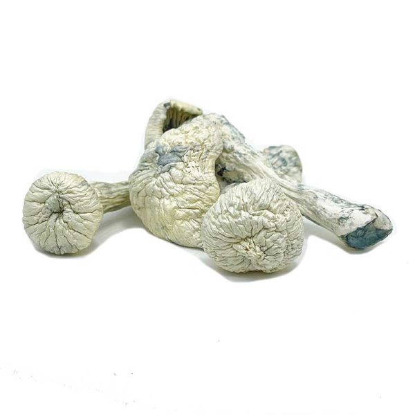Rusty White Magic Mushrooms - Image 2