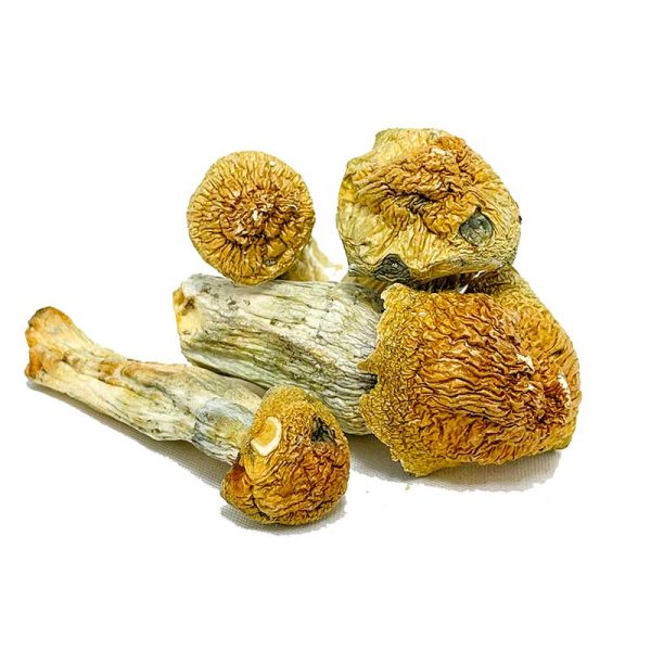 Penis Envy Magic Mushrooms - Image 2