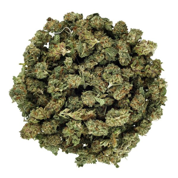 Gelato 41 (AA+)