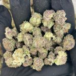 Sunset Sherbet Popcorn (AAA)